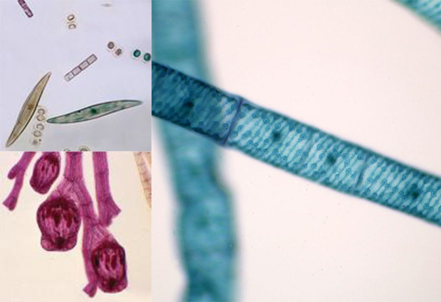 Algas mono-celulares y pluricelulares