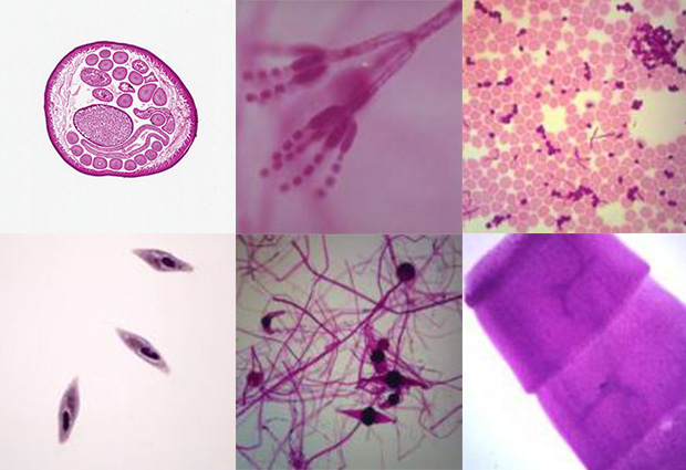 Variedad de otras preparaciones para docencia: