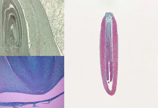 Embriología vegetal