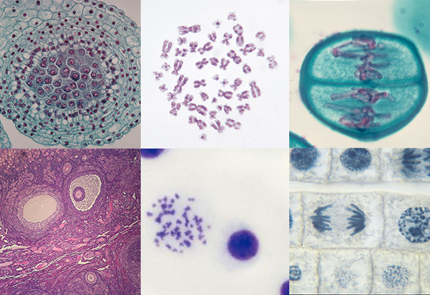 Mitosis y Meiosis